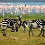 readers-zebras_2512416k