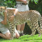 Australia Zoo