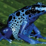 Poison Dart Frog