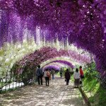 Wisteria Tunnel