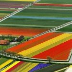 Tulip Fields