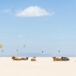 cows-tarifa-beach_73863_990x742