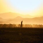 shepherd-sheep-iraq_74387_990x742