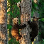 Three little bears - 2013-11-04_228045_nature.jpg