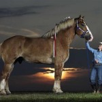 World’s Tallest Horse